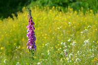 Lupine, Smith River, California