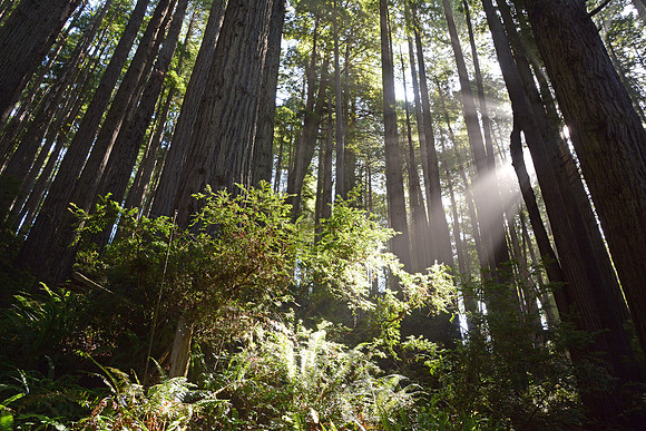 Redwood forest, Klamath, California
