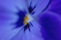 Close-up of pansy