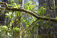 Rhododendrons and redwoods, Del Norte Coast Redwoods State Park, California