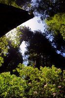 Rhododendrons and redwoods, Del Norte Coast Redwoods State Park, California