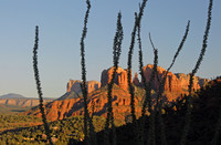 Ocotillo, Sedona, Arizona