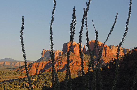Ocotillo, Sedona, Arizona