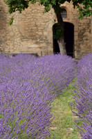 Lavender, Saint-Paul de Mausole, Saint-Rémy-de-Provence, France