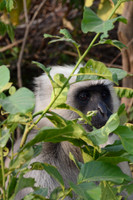 Gray langur, Jim Corbett National Park, Nainital, Uttarakhand, India