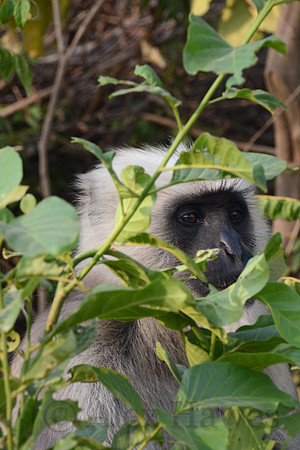 Gray langur, Jim Corbett National Park, Nainital, Uttarakhand, India