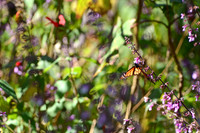 Monarch butterflies, Sierra Chincua Butterfly Sanctuary, Michoacan, Mexico