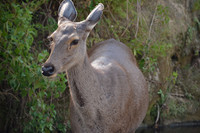 Sambar, Jim Corbett National Park, Nainital, Uttarakhand, India