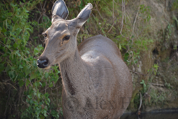 Sambar, Jim Corbett National Park, Nainital, Uttarakhand, India
