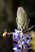 Pollinating bumblebee, Sierra Chincua Butterfly Sanctuary, Michoacan, Mexico