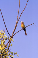 White-fronted bee-eater, Kruger National Park, South Africa