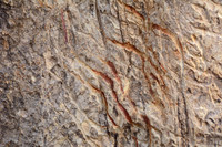 Bengal tiger claw marks, Jim Corbett National Park, Nainital, Uttarakhand, India