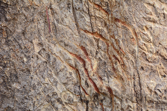 Bengal tiger claw marks, Jim Corbett National Park, Nainital, Uttarakhand, India