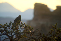 Raven, Canyonlands National Park, Utah