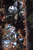 Monarch butterflies, Sierra Chincua Butterfly Sanctuary, Michoacan, Mexico