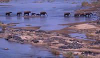 Elephants crossing river in Kruger National Park, South Africa