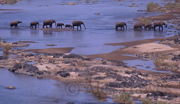 Elephants crossing river in Kruger National Park, South Africa