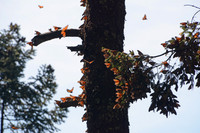 Monarch butterflies, Sierra Chincua Butterfly Sanctuary, Michoacan, Mexico