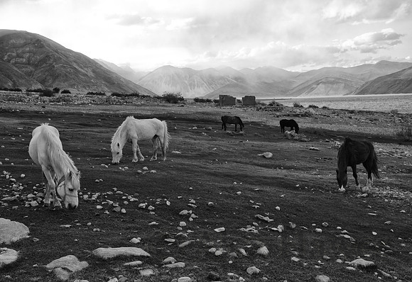 Horses grazing, Pangong Tso (Lake), Ladakh, India