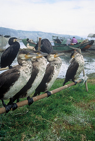 Cormorants for fishing, Erhai Lake, Dali, Yunnan Province, China