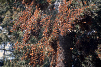 Monarch butterflies, Sierra Chincua Butterfly Sanctuary, Michoacan, Mexico