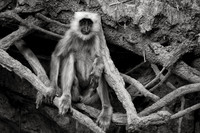 Gray langur, Jim Corbett National Park, Nainital, Uttarakhand, India
