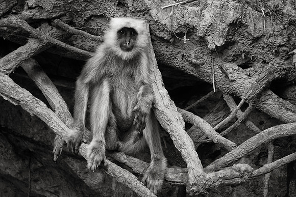 Gray langur, Jim Corbett National Park, Nainital, Uttarakhand, India