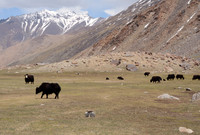 Yaks, Ladakh, India