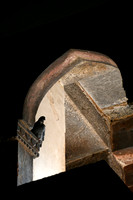 Pigeon, Humayun's Tomb, Delhi, India