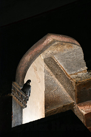 Pigeon, Humayun's Tomb, Delhi, India