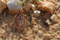 Horned lizard, Catalina State Park, Tucson, Arizona