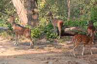 Spotted deer (chital), Jim Corbett National Park, Nainital, Uttarakhand, India