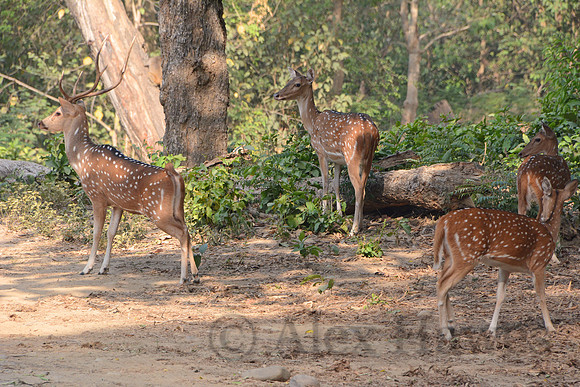 Spotted deer (chital), Jim Corbett National Park, Nainital, Uttarakhand, India