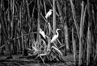 Great egrets,  Rio Negro flooded forest, Amazon Rainforest, Brazil