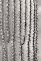 Saguaro cactus, Sonoran Desert, Arizona