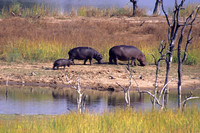 Hippos, Kruger National Park, South Africa
