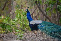 Wild peacock, Jim Corbett National Park, Nainital, Uttarakhand, India