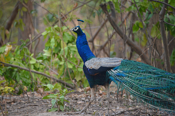 Wild peacock, Jim Corbett National Park, Nainital, Uttarakhand, India