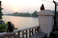 Rhesus macaques by Ganges River, Haridwar, Uttarakhand, India