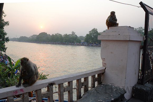 Rhesus macaques by Ganges River, Haridwar, Uttarakhand, India