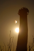Solar eclipse, May 20, 2012, Saguaro National Park West, Tucson