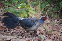 White-crested kalij pheasant, Jim Corbett National Park, Nainital, Uttarakhand, India