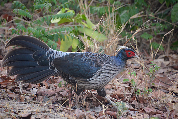 White-crested kalij pheasant, Jim Corbett National Park, Nainital, Uttarakhand, India