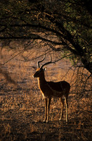 Impala, Kruger National Park, South Africa