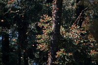 Monarch butterflies, Sierra Chincua Butterfly Sanctuary, Michoacan, Mexico