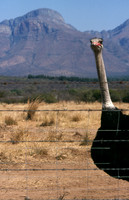 Ostrich farm, South Africa