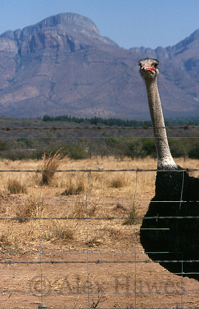 Ostrich farm, South Africa