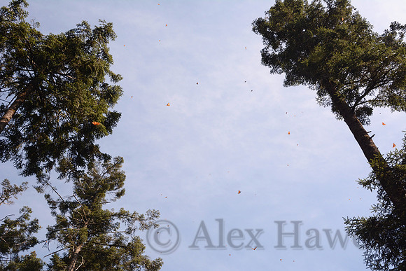 Monarch butterflies, Sierra Chincua Butterfly Sanctuary, Michoacan, Mexico