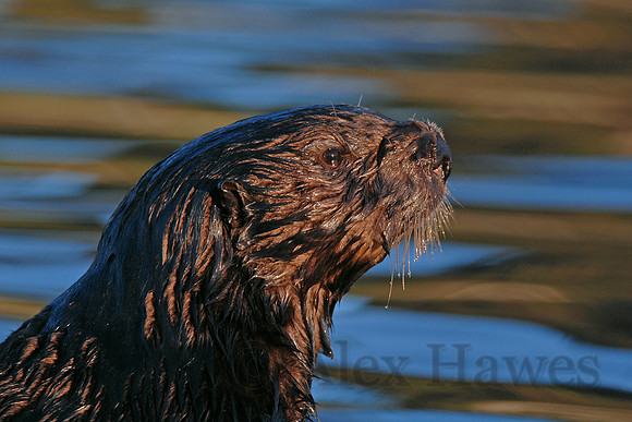 Sea otter, Elkhorn Slough, Moss Landing, California
