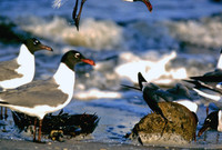 Gulls feasting on horseshoe crab eggs, Delaware Bay